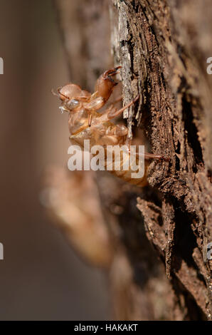 Zikade Slough (Chan Yi, Periostrakum Cicadae) am häufigsten in der traditionellen chinesischen Medizin Rezept verwenden. Stockfoto