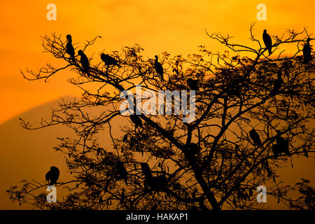 Silhouette der Kormoran mit der aufgehenden Sonne Stockfoto