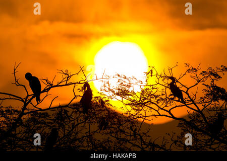 Silhouette der Kormoran mit der aufgehenden Sonne Stockfoto