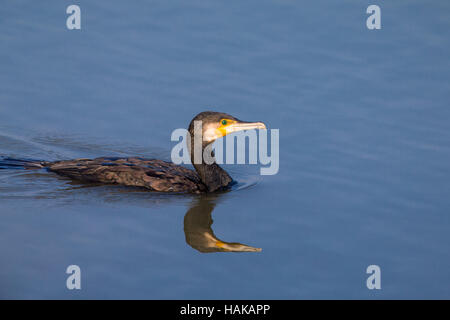 Kormoran (Phalacrocorax Carbo) Schwimmen im Teich Stockfoto