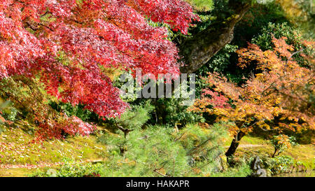 Bunter Herbst Garten.  Ahorn Baum Garten im Herbst. Rot-Ahorn Blätter im Herbst. Stockfoto