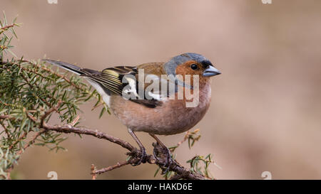 Die männlichen Buchfinken (Fringilla Coelebs) im Wacholder Busch mit einem schönen bokeh Stockfoto