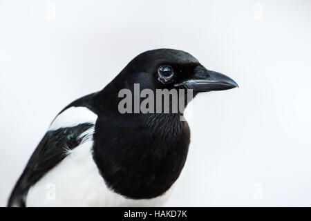 Ein Porträt von der magischen Elster (Pica Pica) mit einem weißen verschneiten Hintergrund Stockfoto