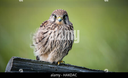 Die Juvenile Turmfalke (Falco Tinnunculus) hocken auf dem hölzernen Zaun mit einem grünen Bokeh im Hintergrund Stockfoto