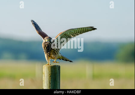 Der schöne juveniler Turmfalke (Falco Tinnunculus) bereit, mit der neuesten Eroberung, eine Wühlmaus im Schnabel zu fliegen. Stockfoto