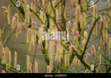 Corylus Avellana Hazel Kätzchen Stockfoto