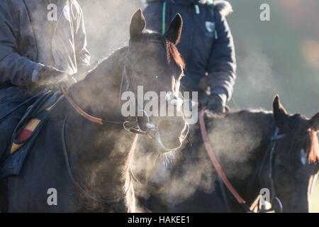 Rennen Sie Pferde, bei Sonnenaufgang auf Newmarket Galoppaden in Suffolk am Donnerstagmorgen (5. Januar) nach der kältesten Nacht des Winters. Stockfoto