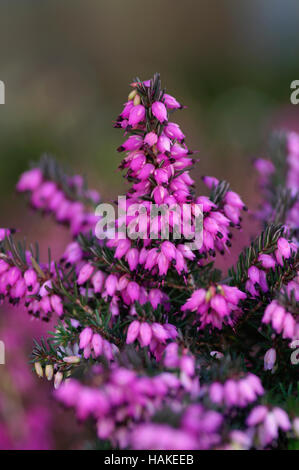 Erica darleyensis Kramers Rote Stockfoto