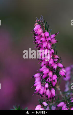 Erica darleyensis Kramers Rote Stockfoto