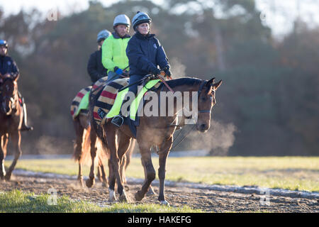 Rennen Sie Pferde, bei Sonnenaufgang auf Newmarket Galoppaden in Suffolk am Donnerstagmorgen (5. Januar) nach der kältesten Nacht des Winters. Stockfoto