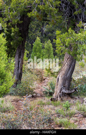Wacholderbäume am Wegesrand zwischen Whiterock Mesa und Hardscrabble Mesa Arizona. Mazatzal Wildnis, Arizona Stockfoto