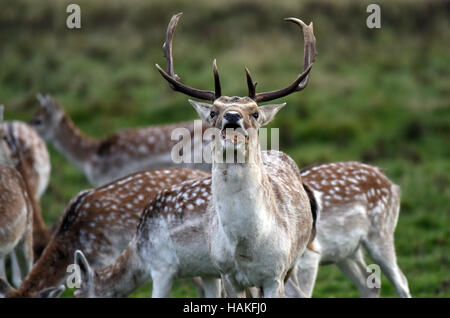 Damwild buck Essen Uk Stockfoto