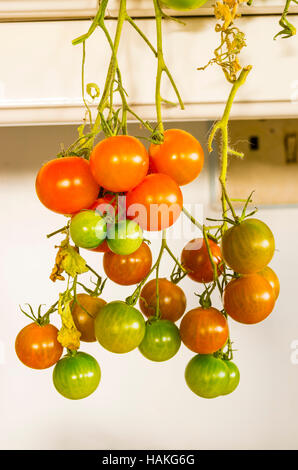 Letzten Garten Tomaten Reifen drinnen im Frühwinter Kommissionierung Stockfoto