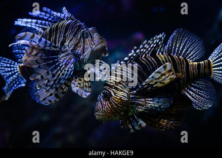 Zwei Löwen-Fische hautnah im aquarium Stockfoto