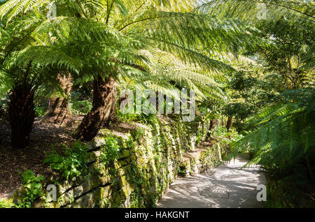 Farn-Allee Zugangsweg Trebah Gardens Stockfoto