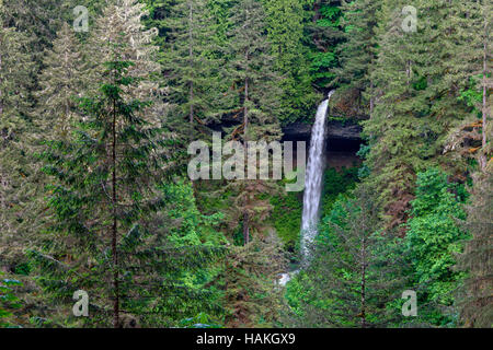 USA, Oregon, Silver Falls State Park, North Falls, die 136 Füße und umliegenden Wälder im Frühjahr fällt. Stockfoto