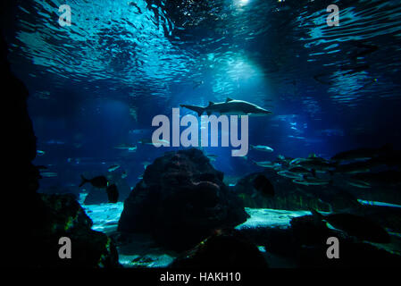 Haie und Fische unter Wasser im aquarium Stockfoto