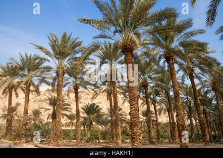 Ein Gedi-Oase in der Negev-Wüste am Toten Meer, Israel Stockfoto