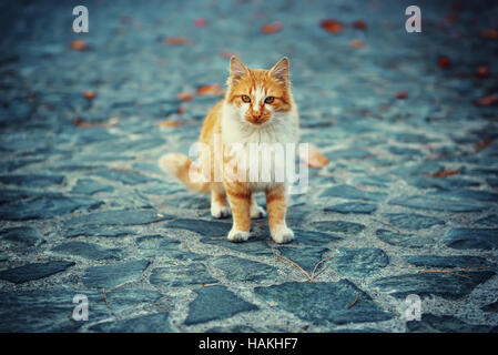 Straßenkatze Porträt Stockfoto