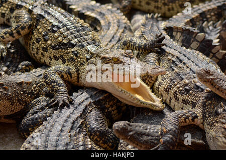 Süßwasser-Krokodil, Siam-Krokodil (Crocodylus Siamensis) Stockfoto