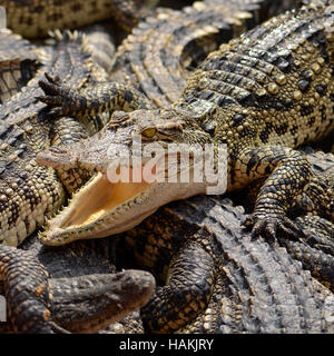 Süßwasser-Krokodil, Siam-Krokodil (Crocodylus Siamensis) Stockfoto