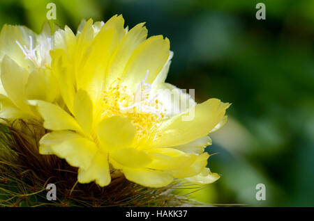 Gelben Blüten von Kakteen. Stockfoto