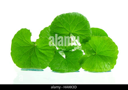 Indisches Wassernabelkraut (Centella Asiatica (L.) Urban.) Gehirn-Tonikum pflanzliche Pflanze. Stockfoto