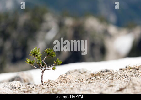 Weißstämmige Kiefer Sämling wächst in das Hochland von Oregons Wallowa Mountains. Stockfoto