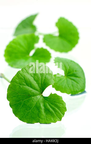 Indisches Wassernabelkraut (Centella Asiatica (L.) Urban.) Gehirn-Tonikum pflanzliche Pflanze. Stockfoto