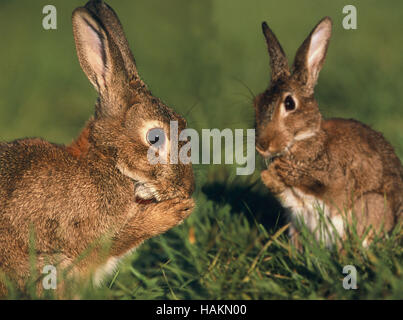 Wildkaninchen Stockfoto