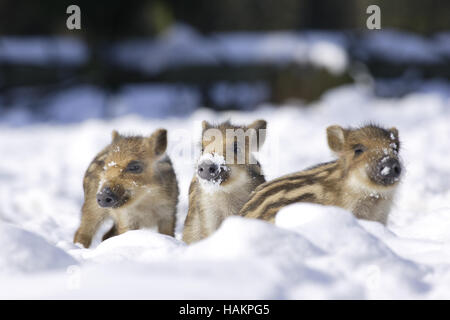 Wildschwein Stockfoto