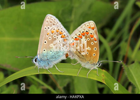 Gemeinsame blaue Schmetterlinge Paarung Stockfoto