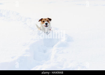 Kleiner Hund im tiefen Schnee Winter Weg zu gehen Stockfoto