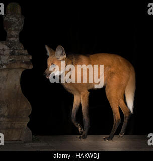 Mähnenwolf auf Kloster Schritte in der Nacht Stockfoto