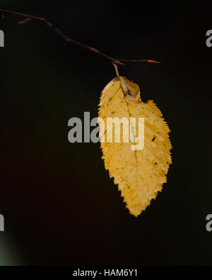 Einem einzigen Buche Baum Blatt auf einem Zweig Stockfoto