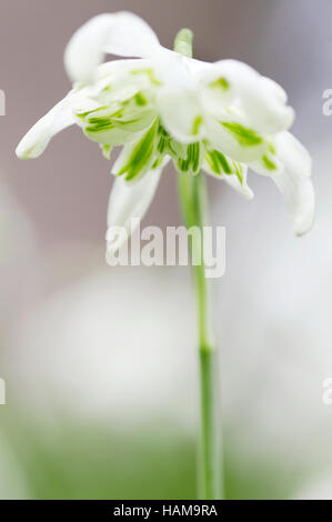 Galanthus Nivalis Flore Pleno Blume Nahaufnahme Stockfoto