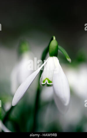 Galanthus Nivalis gemeinsame Schneeglöckchen Blume Nahaufnahme portrait Stockfoto