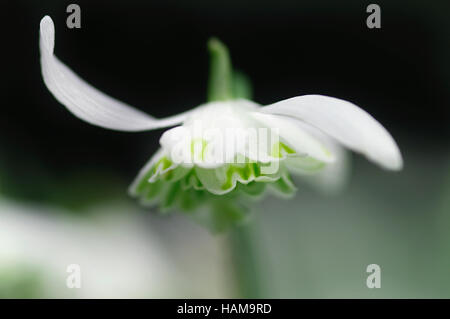 Galanthus Nivalis Flore Pleno Blume Nahaufnahme Stockfoto