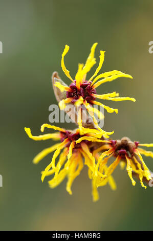 Hamamelis x intermedia Orange Beauty Nahaufnahme Blume Porträt Stockfoto