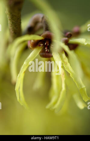 Hamamelis x intermedia Arnold Versprechen Blume Porträt Stockfoto