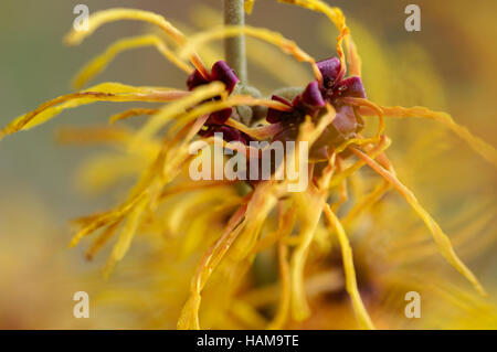 Hamamelis x intermedia glühenden Glut Nahaufnahme Blume Porträt Stockfoto