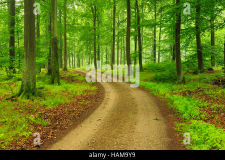 Waldweg durch natürlichen Buchenwald in Feldberger Seenlandschaft, Mecklenburgische Seenplatte, Mecklenburg-Vorpommern Stockfoto