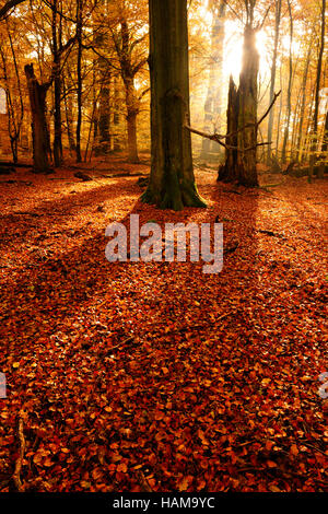 Sonne durch Altbaumbestand Buche (Fagus SP.) im ehemaligen Waldweide, Herbst, Hintergrundbeleuchtung, Reinhardswald, Sababurg, Hessen Stockfoto