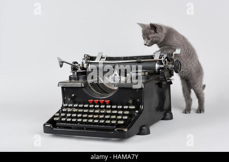 Russisch Blau Katze, acht Wochen altes Kätzchen auf Schreibmaschine Stockfoto