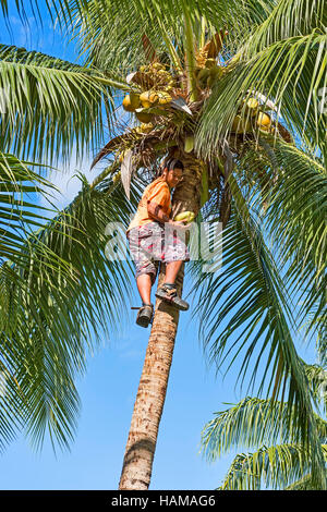 Junger Mann ernten Kokosnüsse, Raiatea, South Pacific, Französisch-Polynesien Stockfoto