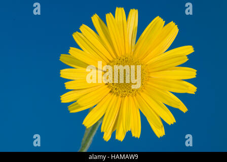 Blume gelb Oxeye Daisy (Buphthalmum Salicifolium L.), Stockfoto