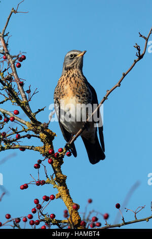 Wacholderdrossel, Turdus Pilaris, einziger Vogel auf Weissdorn Busch mit roten Beeren, Warwickshire, Dezember 2016 Stockfoto