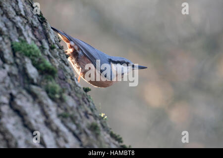 Kleiber, Sitta Europaea, einziger Vogel auf Baum, Warwickshire, November 2016 Stockfoto