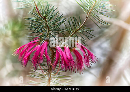 Calothamnus Quadrifidus oder eine einseitige roten Flaschenbürste Stockfoto