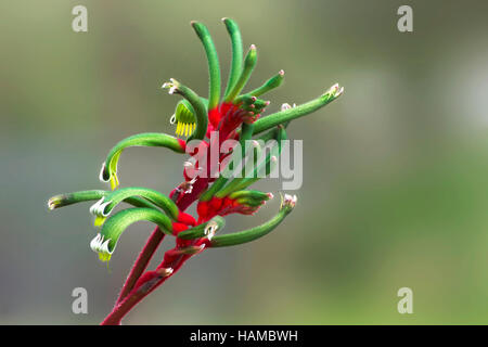 Rot und grün Australian Kangaroo Paw - Western Australia Blumenemblem Stockfoto